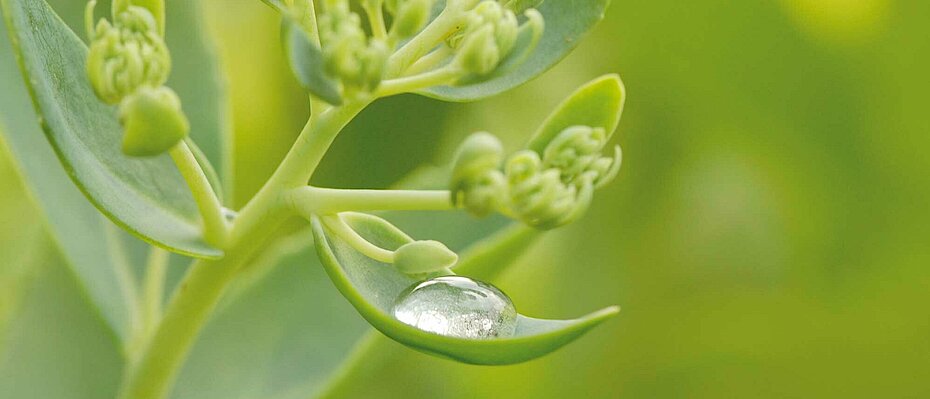 Nahaufnahme eines grünen Pflanzenstängels mit Knospen und einem Wassertropfen, der auf einem Blatt ruht, unscharfer grüner Hintergrund.